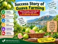 Guava farming success story of a successful Bundi farmer