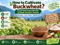 How to grow buckwheat: buckwheat crop farming guide