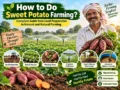 How to Grow Sweet Potato: Farming Guide and Cultivation Tips