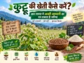 Kuttu ki kheti kaise kare aur kam lagat me achhi kamai