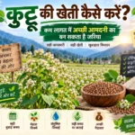 Kuttu ki kheti kaise kare aur kam lagat me achhi kamai