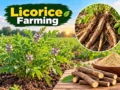 Licorice farming cultivation with green plants and harvested roots
