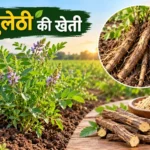 Mulethi ki kheti mein fasal, jad aur kheti se kamai ki jankari