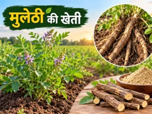Mulethi ki kheti mein fasal, jad aur kheti se kamai ki jankari