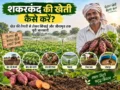 Shakarkand ki kheti kaise karen, kheti ki taiyari aur sinchai