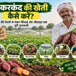 Shakarkand ki kheti kaise karen, kheti ki taiyari aur sinchai