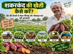 Shakarkand ki kheti kaise karen, kheti ki taiyari aur sinchai