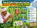 Sugarcane crop protection during rainy season from pests and diseases
